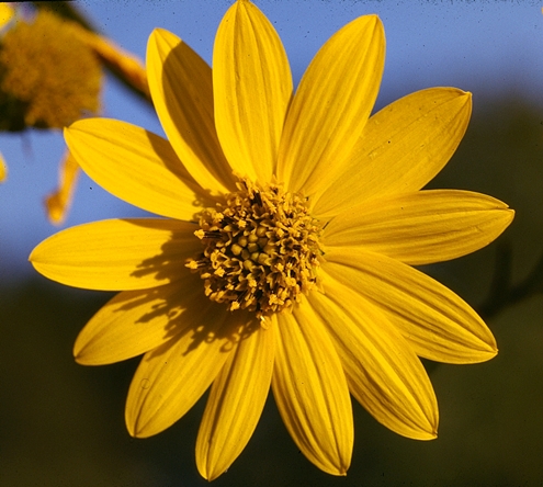 {Helianthus verticillatus}